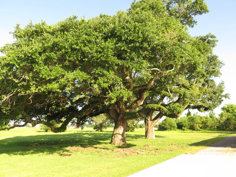 150 Years Old Oak Trees